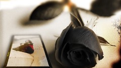 Black Flowers Gothic postcards