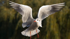 Black headed gull St