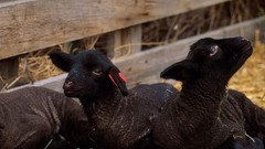 Black lambs