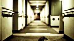 Black lonely hallway crows artwork
