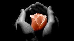 Black love white roses hands pink roses