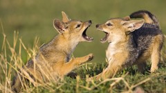 Black old Kenya jackal baby animals mara