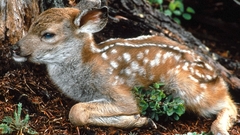 Black Park deer fawn Washington olympic National tailed