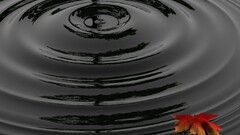 black water leaves selective coloring Plants water ripples