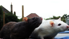 Black white Animals Rats