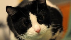 Black white cats Animals