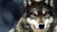 Black white Wild red eyes hunter grey wolf