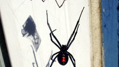 Black widow williamson spiders