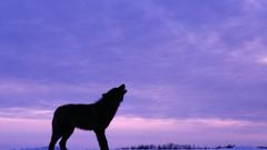 Black wolf Howl twilight