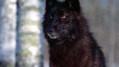 Black wolf hunter Trees