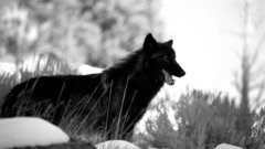 Black wolves Animals snow