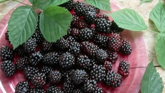 Blackberries wildlife