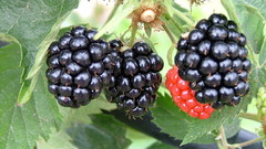 Blackberry fruit Food and