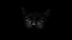 Blackcatintensestare