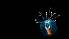 Blackfish black fish abstract