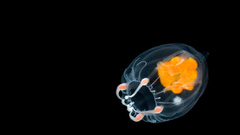 Blackfish black fish abstract