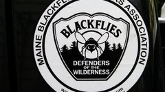 Blackflies high