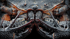 Blasphemous monstrosity by blepharopsis