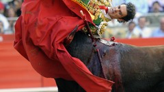 Blood Cows Matador