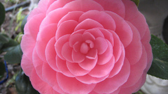 Bloom flower New camellia