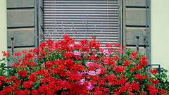 Blooming window venice Italy