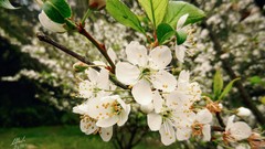 Blossom plum blossoms