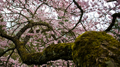 Blossoms moss depth of