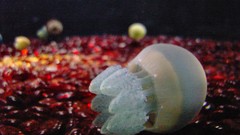 Blubber jellyfish high Aquarium