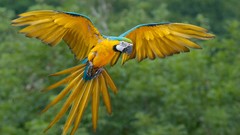 Blue-and-yellow Macaws Birds Animals