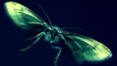 Blue background monochrome moths