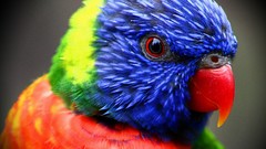 Blue Birds Parrots multicolor rainbow lorikeet