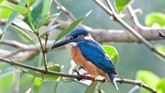 Blue Birds Rio kingfisher