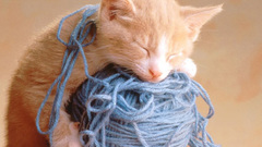 Blue cats Animals orange