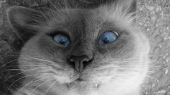 Blue cats selective coloring