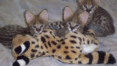 Blue eyes Animals beds