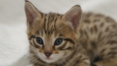 Blue eyes Animals Kittens