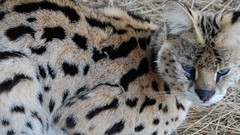 Blue eyes Animals outdoors