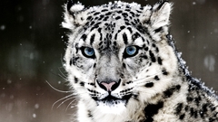 Blue eyes Animals snow