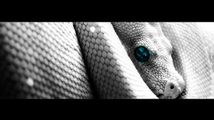 Blue eyes white snake Turquoise ) With shooped