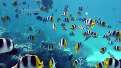 Blue fish underwater Sea