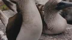 Blue footed chest bra