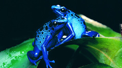 Blue Frogs amphibians Poison