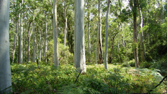 Blue gum forest nature