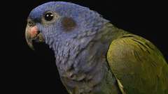 Blue headed parrot bird