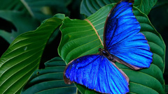 Blue morpho