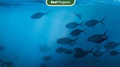 Blue nature fish political