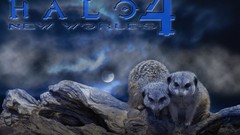 Blue night cats Animals