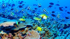 Blue ocean Great Barrier Reef