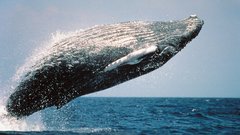 Blue ocean nature back