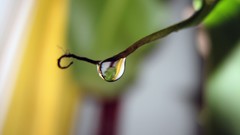 Blue ocean winter Trees